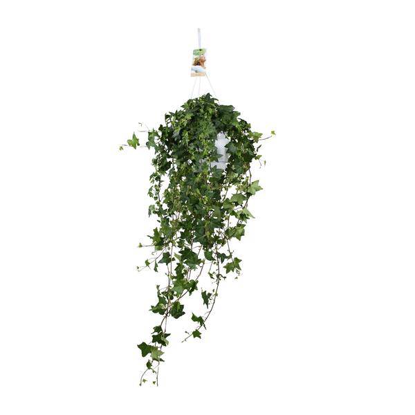 Hedera Helix Pitsburg - Hängepflanze - Zimmerpflanze - Ø17cm