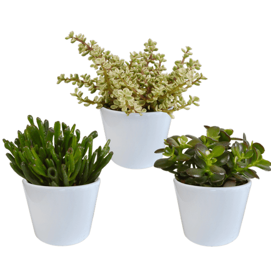 Dickblatt - Crassula - Mix - 10,5 cm - 3 Stück + Topf 