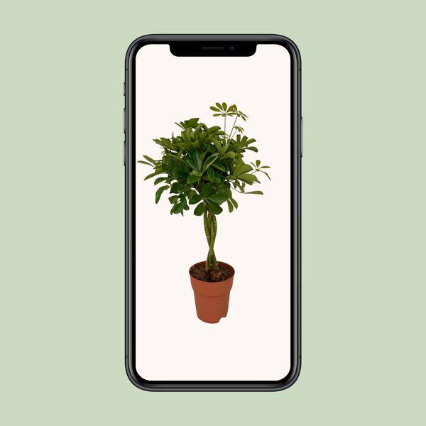 Strahlenaralie - Schefflera Compacta - Zimmerpflanze - Ø19cm - ↕80cm