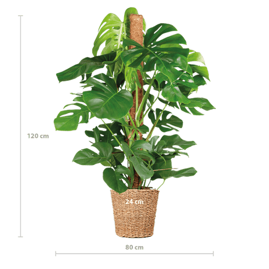 Monstera Deliciosa – Köstliches Fensterblatt – Zimmerpflanze – 120 cm – Ø24 cm – inkl. Pflanzkorb Torun – Trendige Blattstruktur, pflegeleicht, tropisches Flair 