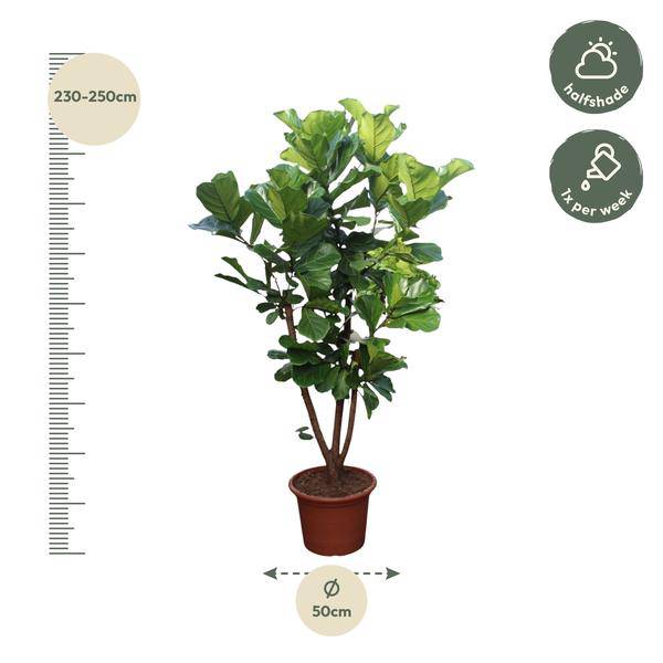Geigen-Feige - Ficus Lyrata - Zimmerpflanze - 240cm - ø50cm