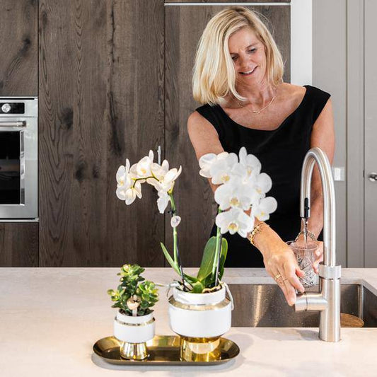 Kolibri Company - Set aus weißer Orchidee und Sukkulente auf goldenem Tablett - Oasis of Life
