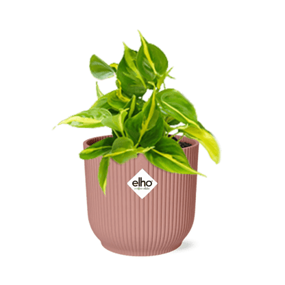 Baumfreund - Philodendron Scandens 'Brasil' - Zimmerpflanze + Topf Vibes Fold 14cm Rosa