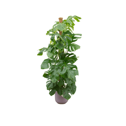 Monstera Pertusum – Fensterblatt – Ø26cm – ↨150cm – Mit dekorativem Jazz Topf Flieder – Große Zimmerpflanze im Pflanzset – Tropischer Blickfang für Wohnzimmer & Büro 