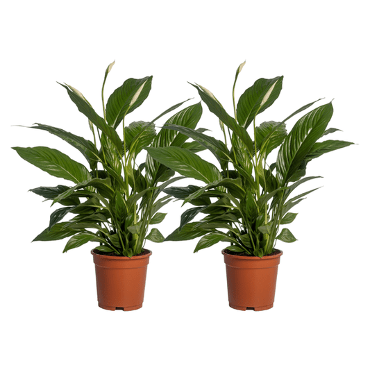 Spathiphyllum Vivaldi – Friedenslilie – Zimmerpflanze – Ø17cm – Höhe ca. 70cm – 2 Pflanzen – Elegante grüne Blätter & weiße Blüten – Luftreinigend & pflegeleicht 