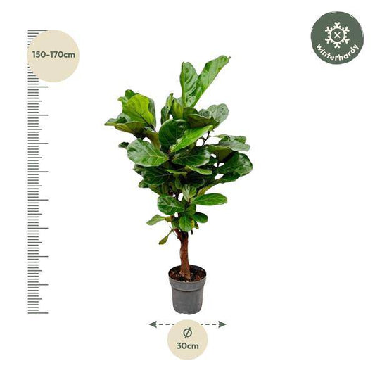 Geigenfeige – Ficus Lyrata – Zimmerpflanze – 150cm – Ø24cm – tropische Grünpflanze mit großen dekorativen Blättern 