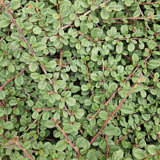 Teppichmispel Cotoneaster prostratus 'Königin der Teppiche' – ↕10-25cm – Ø9cm – 40 Pflanzen – Robuster Bodendecker – Weiße Blüten & rote Beeren – Sonne & Schatten – Pflegeleicht