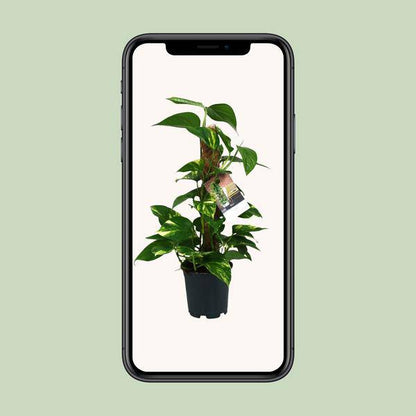 Efeutute - Scindapsus Epipremnum - Zimmerpflanze - Ø15cm - ↕50cm