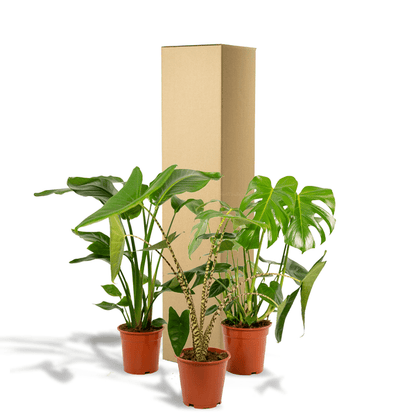 Pflanzenset - Monstera Deliciosa - Ø21cm - ↕75cm + Alocasia Zebrina - Ø19cm - ↕75cm + Strelitzia Nicolai - Ø19cm - ↕85cm 