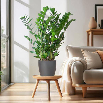 Zamioculcas Zamiifolia - Glücksfeder - Zimmerpflanze ↕80cm - Ø21cm + Topf Viber Grau