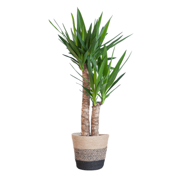 Yucca Elephantipes - Riesen-Palmlilie - Zimmerpflanze - ↕90cm - Ø21cm + Korb Lissabon Schwarz