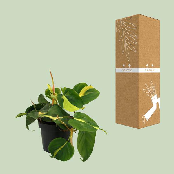 Zwillingsschwertlilie - Lophospermum Brasil Scandens - Zimmerpflanze - Ø12cm - ↕20cm