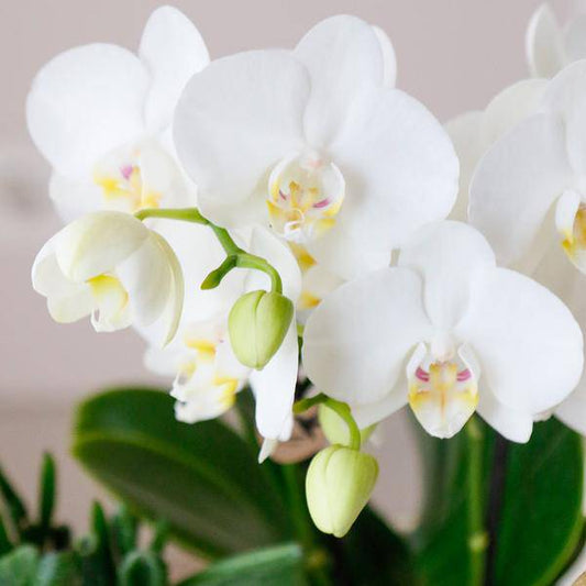 Phalaenopsis Orchideen Amabilis Weiß – Ø9cm – Zimmerpflanze – 4 Orchideen – edle weiße Multiflora Orchideen mit 2–3 Zweigen 