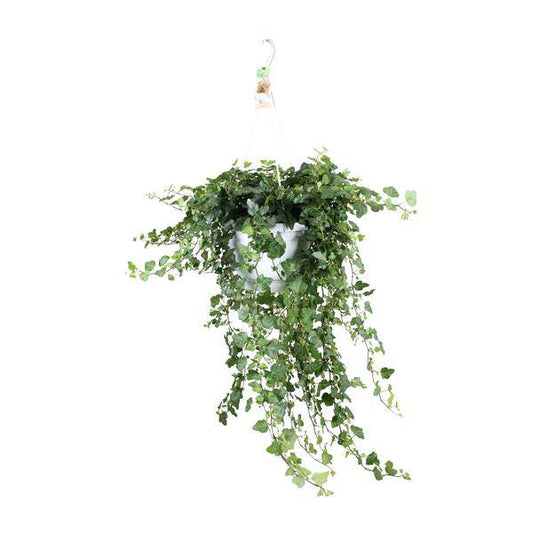 Hedera Wonder Green - Ø24cm - ↕70cm - Ø24 - ↨70cm - Oasis of Life