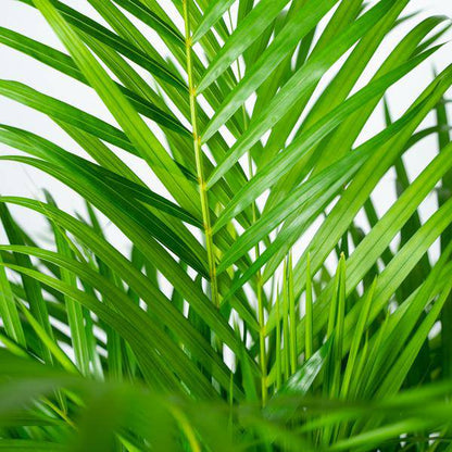 Areca-Palme - Ø24cm - ↕130cm - Oasis of Life