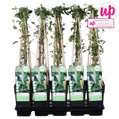 Gelbbunte Geißschlinge - Lonicera japonica 'Halliana' - Ø15cm - ↕65cm 