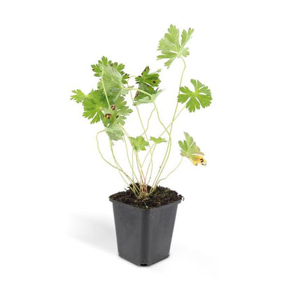 Storchschnabel Geranium Rozanne – Bodendecker & langlebige Blüherin – Ø9cm – ↕10-25cm – 20 Pflanzen – robust & pflegeleicht