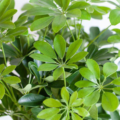 Schefflera Arb Nora – Birkenfeige – Zimmerpflanze + Korb Lissabon Schwarz – ↕70cm – Ø21cm – Handförmige Blätter – Kletterpflanze für Innenräume – Pflegeleicht & dekorativ 