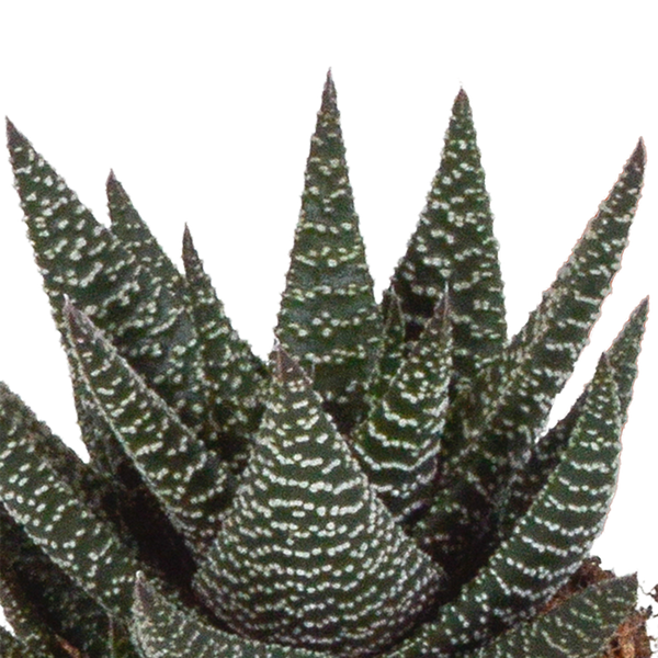 Sukkulente - Gasteria/Haworthia - Mix - 8,5 cm - im Topf - 3 Stück 