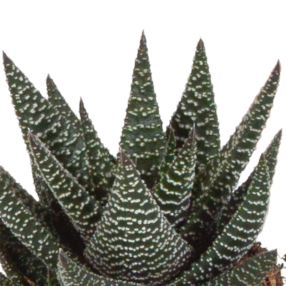 Sukkulente - Gasteria/Haworthia - Mix - 8,5 cm - im Topf - 3 Stück 