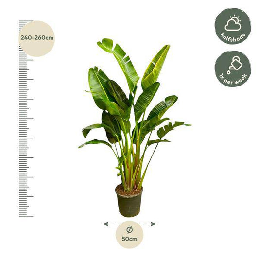 Baum-Strelitzie - Strelitzia Augusta mehrstämmig XXL - 250cm - ø50cm