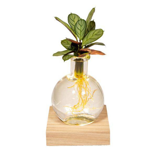 Calathea Hydroponie-Mischung im Samoa Glas mit LED Beleuchtung – Ø12cm – 10cm hoch – pflegeleichte Zimmerpflanze ohne Erde – dekoratives grünes Laub