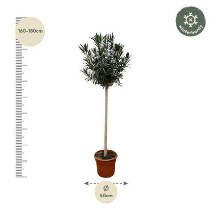 Rosenlorbeere - Nerium Oleander auf Stiel mit Rosa Blüte - 170cm - ø40cm