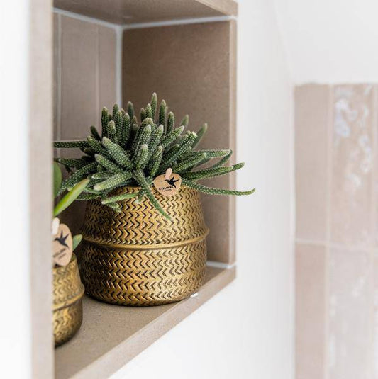 Pflanzenset mit 3 Sukkulenten – Inkl. Keramik-Ziertöpfe – Ø9 cm Topf – Pflegeleichtes Mini-Set für Fensterbank, Schreibtisch & Regal – Stilvolle Dekopflanzen für Zuhause & Büro 