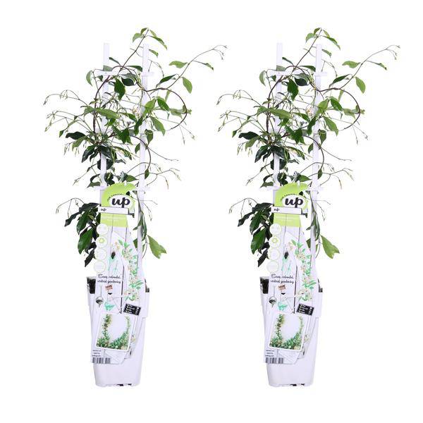 Sternjasmin Trachelospermum 'Star of Venice' – 2er-Set – ca. 65cm hoch Ø15cm – Duftende, winterharte Kletterpflanze – Immergrün – Für Balkon, Terrasse & Garten