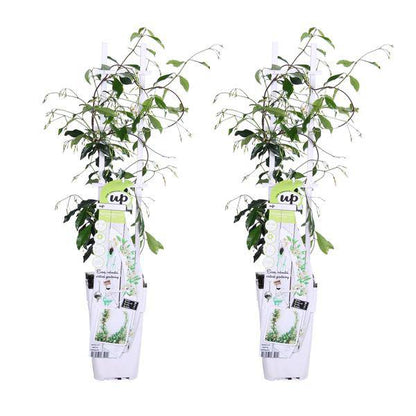 Sternjasmin Trachelospermum 'Star of Venice' – 2er-Set – ca. 65cm hoch Ø15cm – Duftende, winterharte Kletterpflanze – Immergrün – Für Balkon, Terrasse & Garten