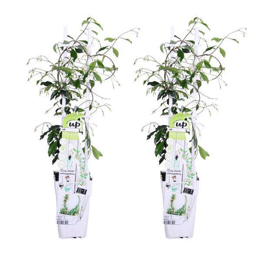 Sternjasmin Trachelospermum 'Star of Venice' – 2er-Set – ca. 65cm hoch Ø15cm – Duftende, winterharte Kletterpflanze – Immergrün – Für Balkon, Terrasse & Garten
