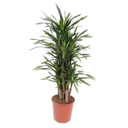 Drachenbaum - Dracaena Riki - Zimmerpflanze - 140cm - ø30cm 