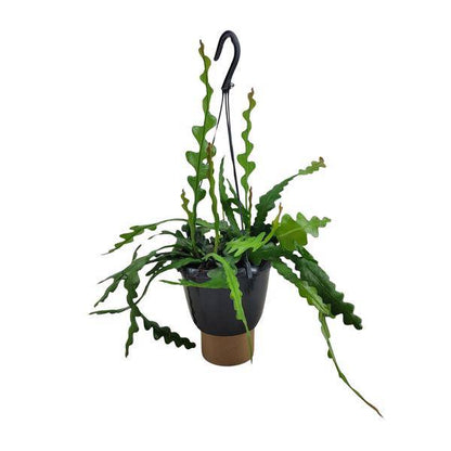 Sägeblattkaktus - Epiphyllum Anguliger - Zimmerpflanze - Ø14cm - ↕35cm