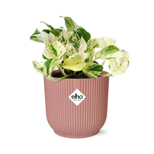 Efeutute - Epipremnum Pinnatum Happy Leaf - Zimmerpflanze + Topf Vibes Fold 14cm Rosa