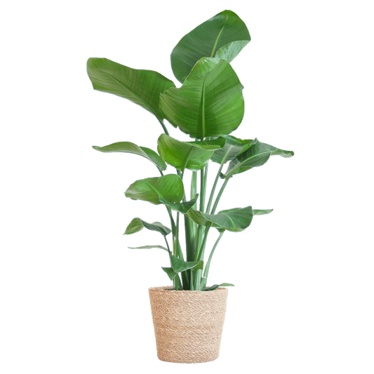 Strelitzia Nicolai – Paradiesvogelpflanze – Zimmerpflanze – 80 cm hoch – Ø21 cm – inkl. Korb Sofia Natur – dekorativ, pflegeleicht, tropisches Flair 