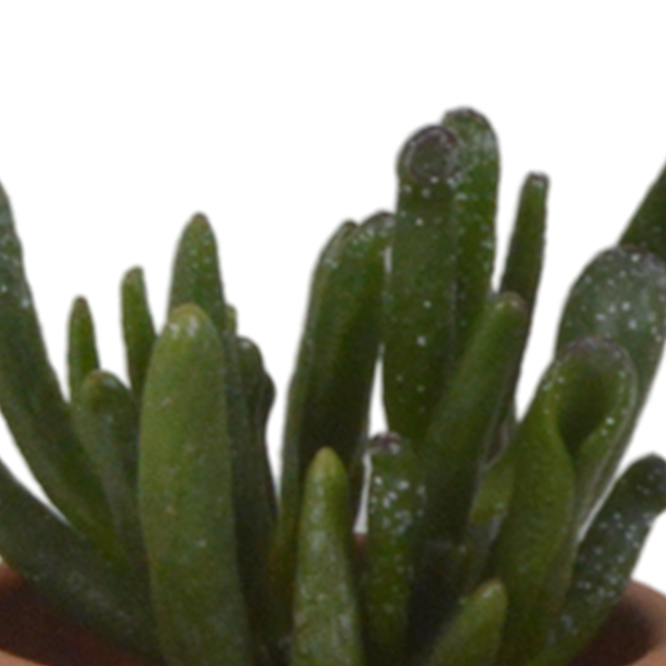 Sukkulenten - Mix - 5,5 cm - 5 Stück - im Terrakotta-Topf