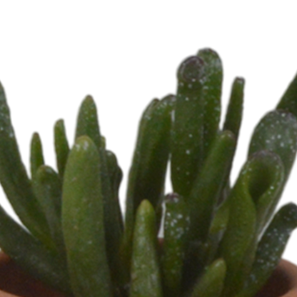 Sukkulenten - Mix - 5,5 cm - 5 Stück - im Terrakotta-Topf