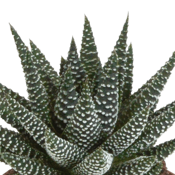 Sukkulente - Gasteria/Haworthia - Mix 8,5cm - 3 Stück