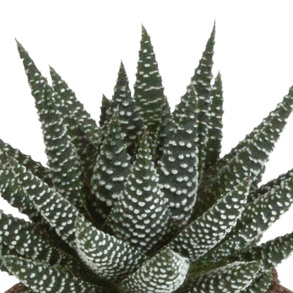 Sukkulente - Gasteria/Haworthia - Mix 8,5cm - 3 Stück