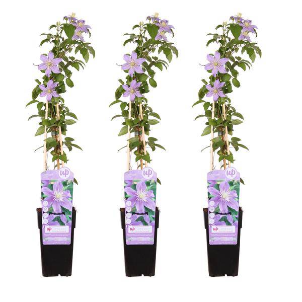 Waldrebe - Clematis Justa - ↨65cm - Ø15cm - 3 Stück