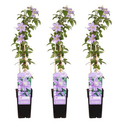Waldrebe - Clematis Justa - ↨65cm - Ø15cm - 3 Stück