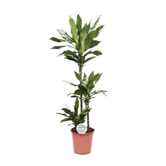 Drachenbaum - Dracaena Janet Lind - Zimmerpflanze - Ø24cm - ↕130cm 