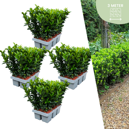 Euonymus 'Green Spire' - Japanischer Spindelstrauch - Ø7cm - ↕15cm - 24 Stück
