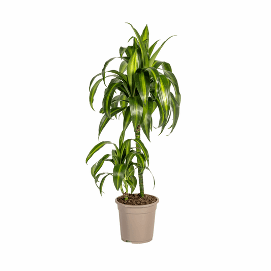 Dracaena Deremensis Hawaiianischer Sonnenschein Ø19cm - ↕70 - 90cm