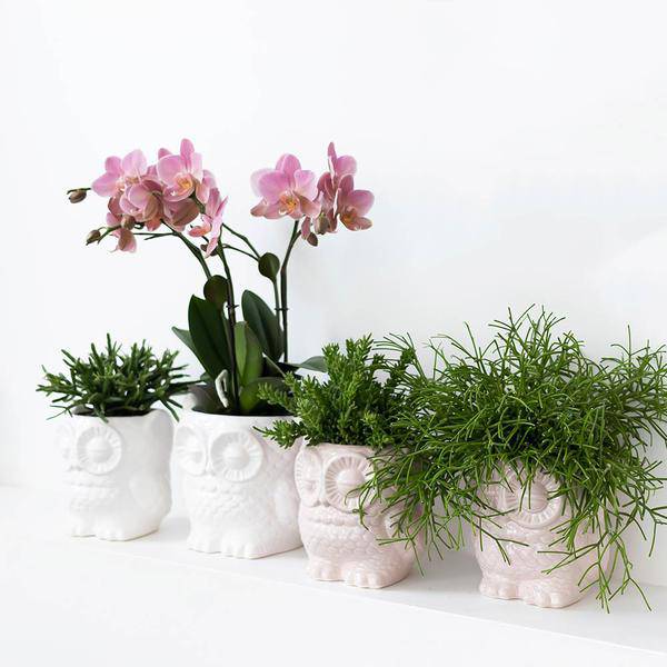 Eule Blumentopf - Weißer Keramik Ziertopf - Ø9cm - Oasis of Life