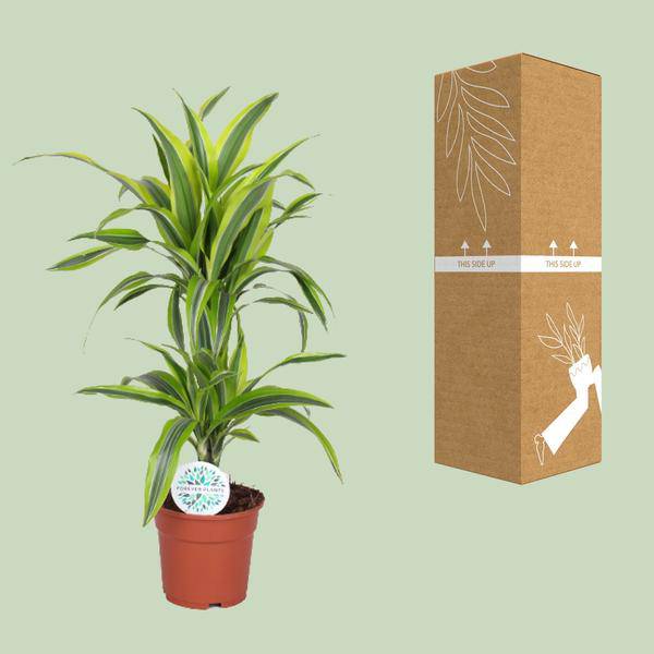 Drachenbaum Dracaena Lemon Lime – Zimmerpflanze – Ø17cm  – ↕65cm – Gelb-grün gestreifte Blätter – Luftreinigend & Pflegeleicht 