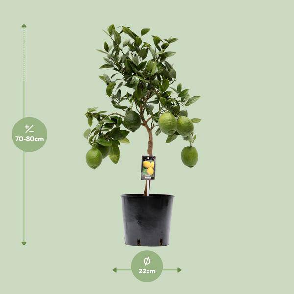 Zitronenbaum - Zitrusfrucht Zitrone - Zimmerpflanze - Ø22cm - ↕80cm