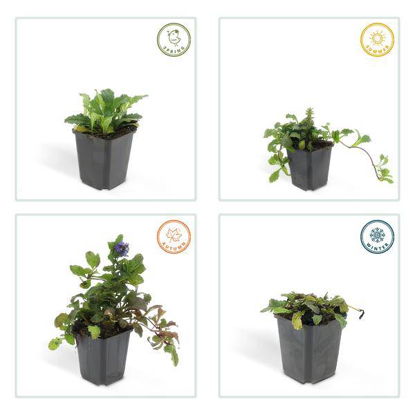 Kriechender Günsel – Ajuga reptans – ↕10-25cm – Ø9cm – 12 Pflanzen – Blühender Bodendecker für Halbschatten & Schatten – Bienenfreundlich 