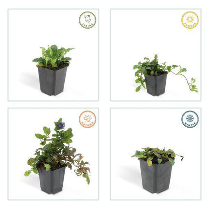 Kriechender Günsel – Ajuga reptans – ↕10-25cm – Ø9cm – 12 Pflanzen – Blühender Bodendecker für Halbschatten & Schatten – Bienenfreundlich 