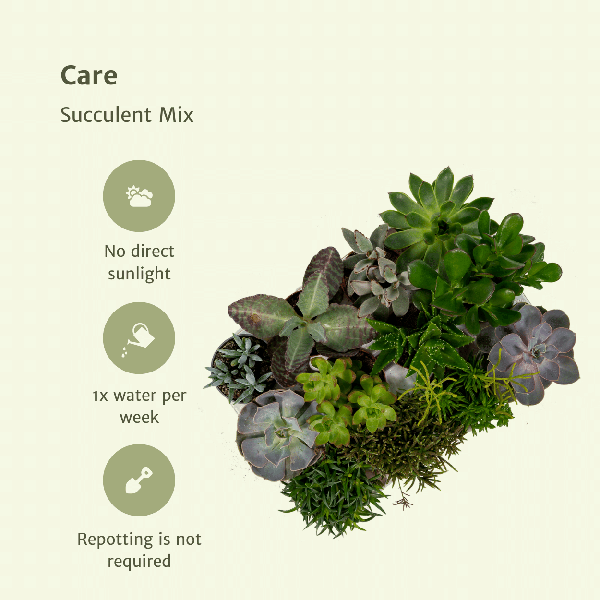 Everspring - Sukkulenten Mix - 18 Stück - 10 cm - Ø8,5 - Oasis of Life
